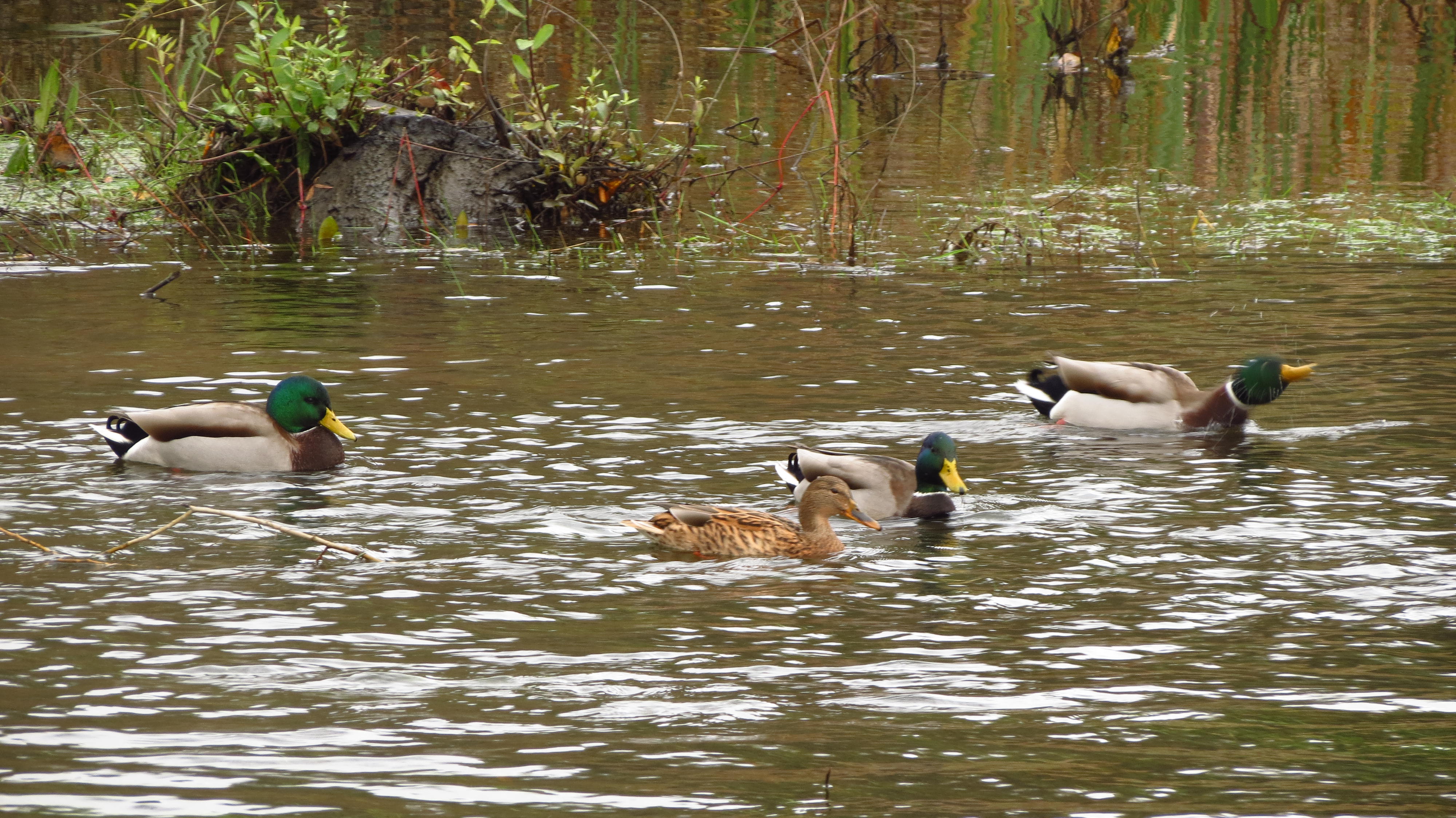 Patos silvestres en el rio Tormes